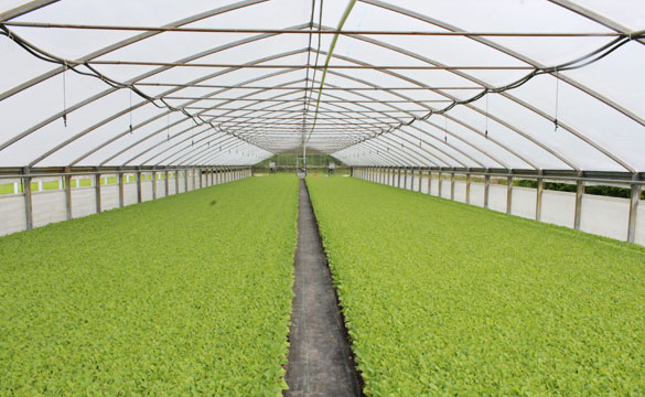 https://www.williamsongreenhouses.com/wp-content/themes/williamsongreenhouse/images/img-tobacco.jpg